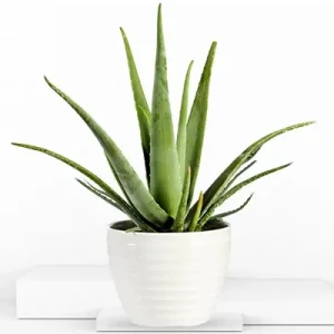 lush aloe vera