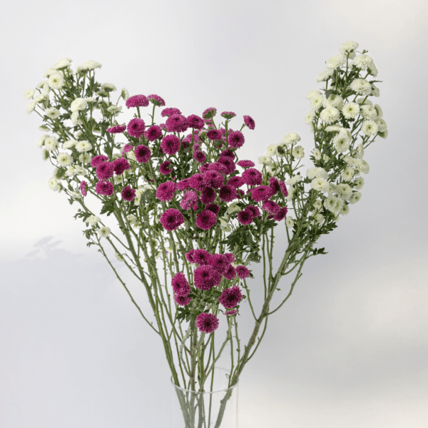 calimero daisy