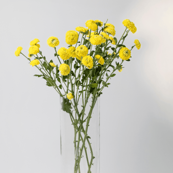 calimero daisy