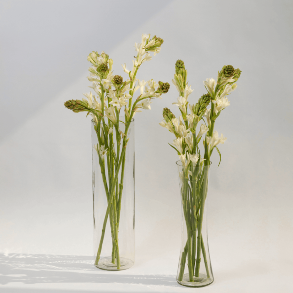tuberose rajnigandha